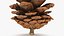 Pine Cone 02 3D model