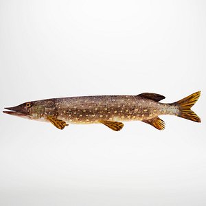 Pike fish