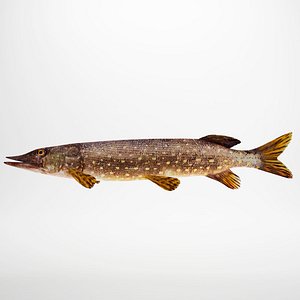 Pike fish