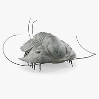 Trilobite Extinct Marine Arachnomorph Arthropod Rigged