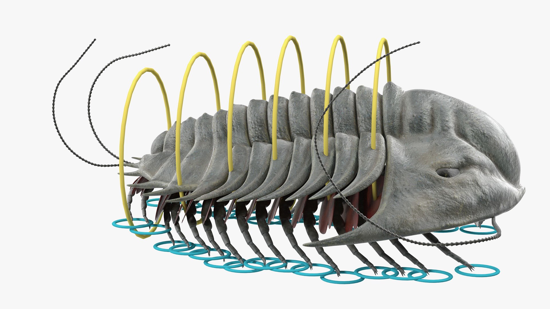 3D trilobite extinct marine arachnomorph https://p.turbosquid.com/ts-thumb/Gc/nmV5G3/rI9FwDaO/trilobiteextinctmarinearachnomorpharthropodrigged3dsmodel001/jpg/1574067855/1920x1080/fit_q87/edb0e7f00166877789d35124565135928ed7c05d/trilobiteextinctmarinearachnomorpharthropodrigged3dsmodel001.jpg