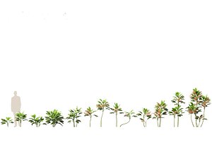 3D model Chamaedorea metallica - Metallic Palm