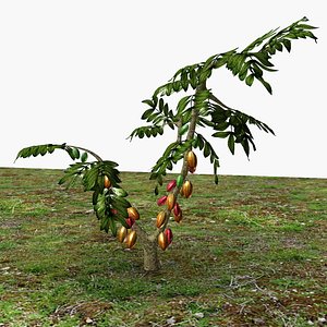 Cacao Tree