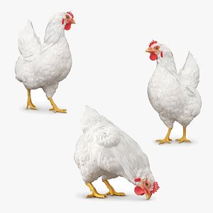 3D Chicken Animated Rigged for Maya Collection model