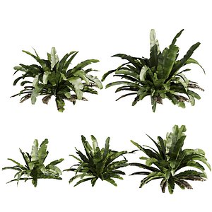 plant vol 940 - Asplenium - Nidus - Fern 3D