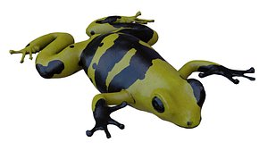 Poison Dart Frog model