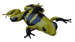 Poison Dart Frog