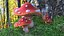 3D model Amanita Cartoon Mushrooms 3 Pieces