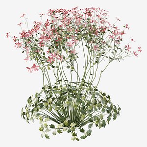 3D Set of Geranium palmatum Plant Canary Island geranium 5 Plants