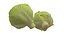 キャベツ 野菜 AR VR PBR