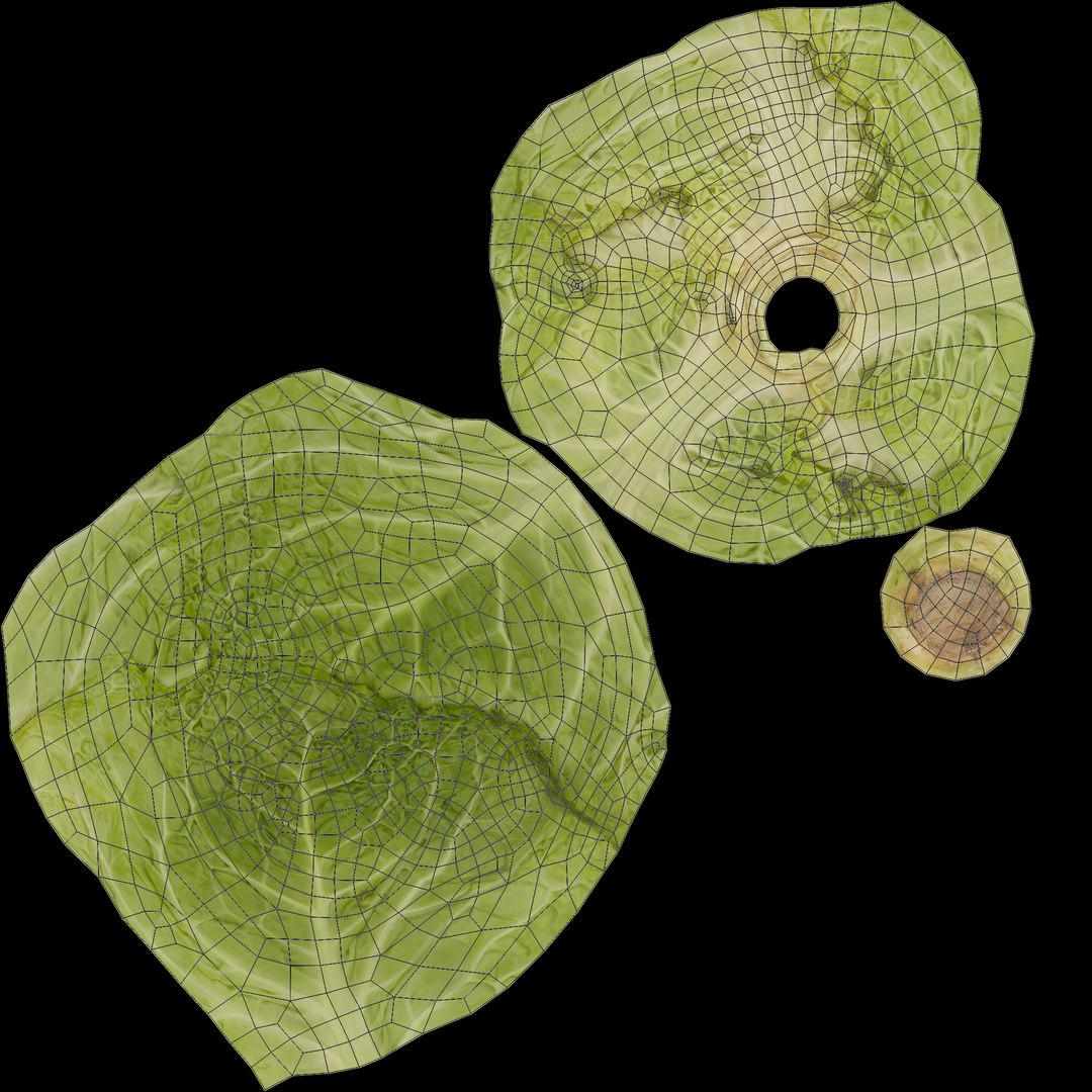 3D Cabbage Vegetable AR VR PBR https://p.turbosquid.com/ts-thumb/Gd/QZ7Ern/ju/uvs/jpg/1671029310/1920x1080/fit_q87/33734b9c8b7a5248bc9f3478cb2bfec12a6a38f0/uvs.jpg