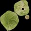 キャベツ 野菜 AR VR PBR