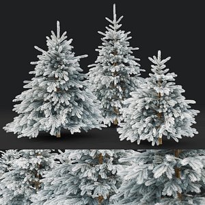 Picea pungens winter 01 3D model