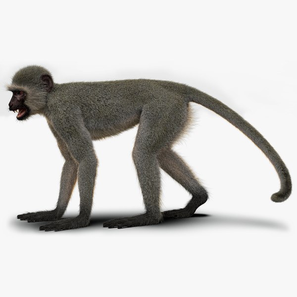 3D Monkey Models | TurboSquid