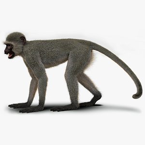 Monkey Ververt FUR