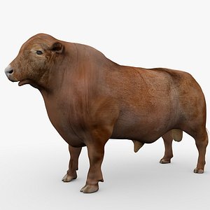 3D RED ANGUS L2046 model