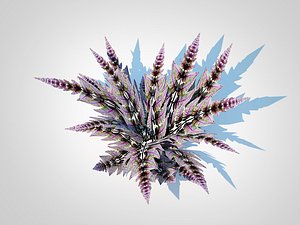 Athyrium niponicum - painted fern 3D model