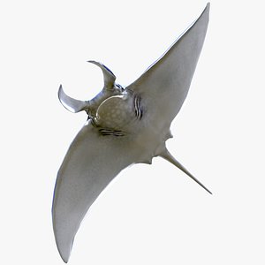 Manta ray model