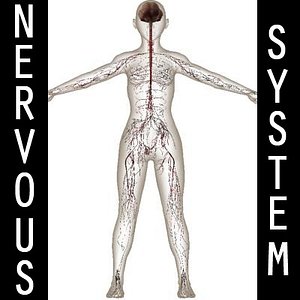 Nervous System