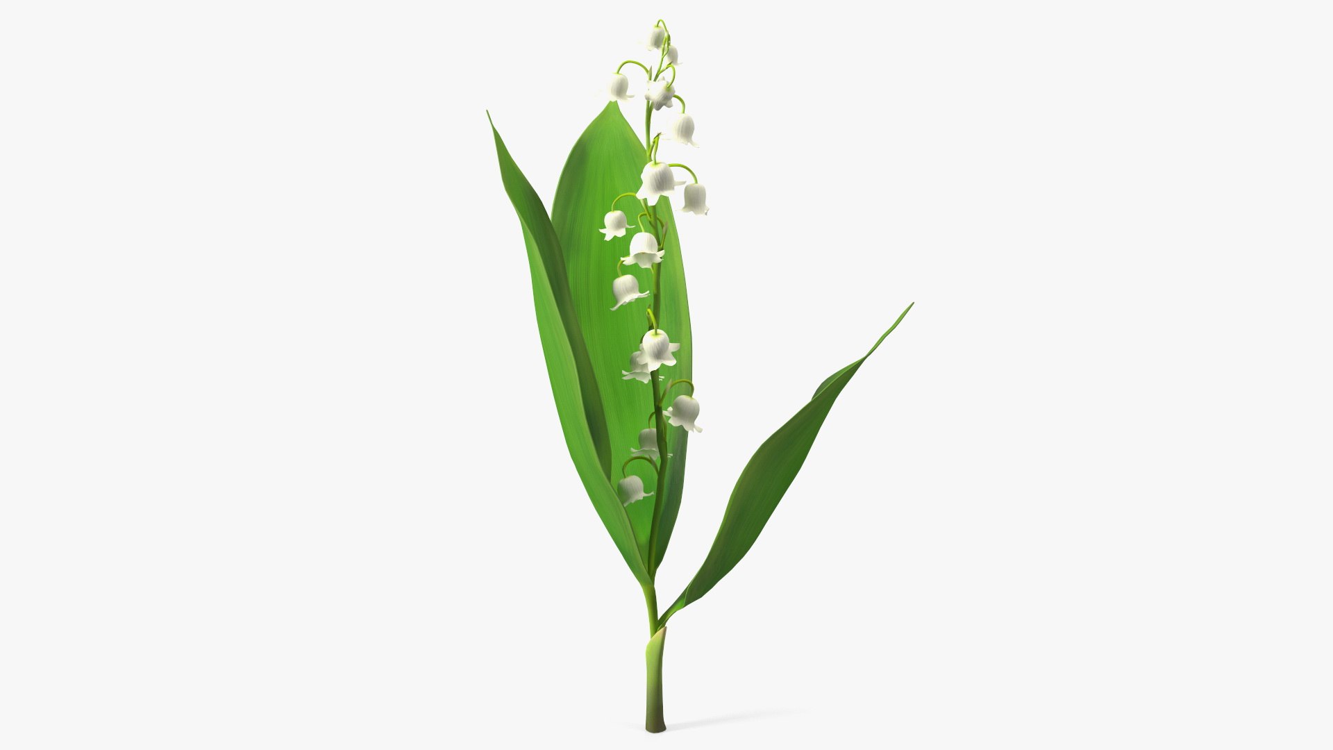 Lily of the Valley Branch 3D model preview