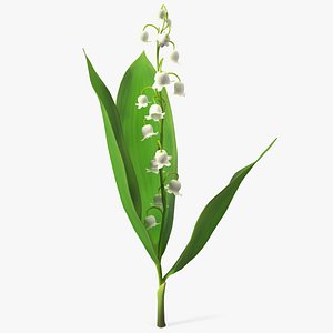 3D Lily of the Valley Branch model