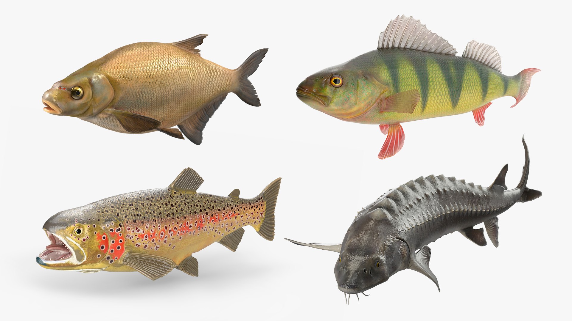 Freshwater Fish Collection 3D https://p.turbosquid.com/ts-thumb/Ge/HJMrhX/5Q/freshwater_fish_collection_001/jpg/1764681869/1920x1080/fit_q87/6f4402660d2612e028c85a47d7379b1a0d835c16/freshwater_fish_collection_001.jpg