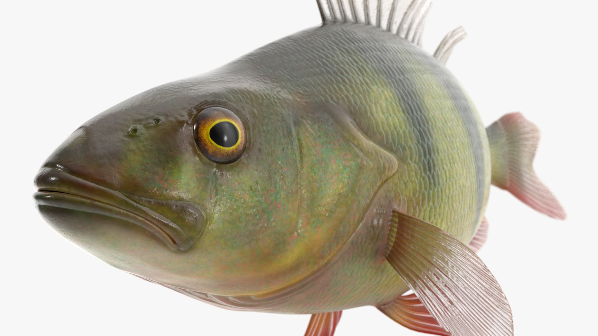 Freshwater Fish Collection 3D https://p.turbosquid.com/ts-thumb/Ge/HJMrhX/Gd/freshwater_fish_collection_010/jpg/1764681875/1920x1080/fit_q87/a770e7778f04c37c69cfbd3df6e2d293de74c66c/freshwater_fish_collection_010.jpg