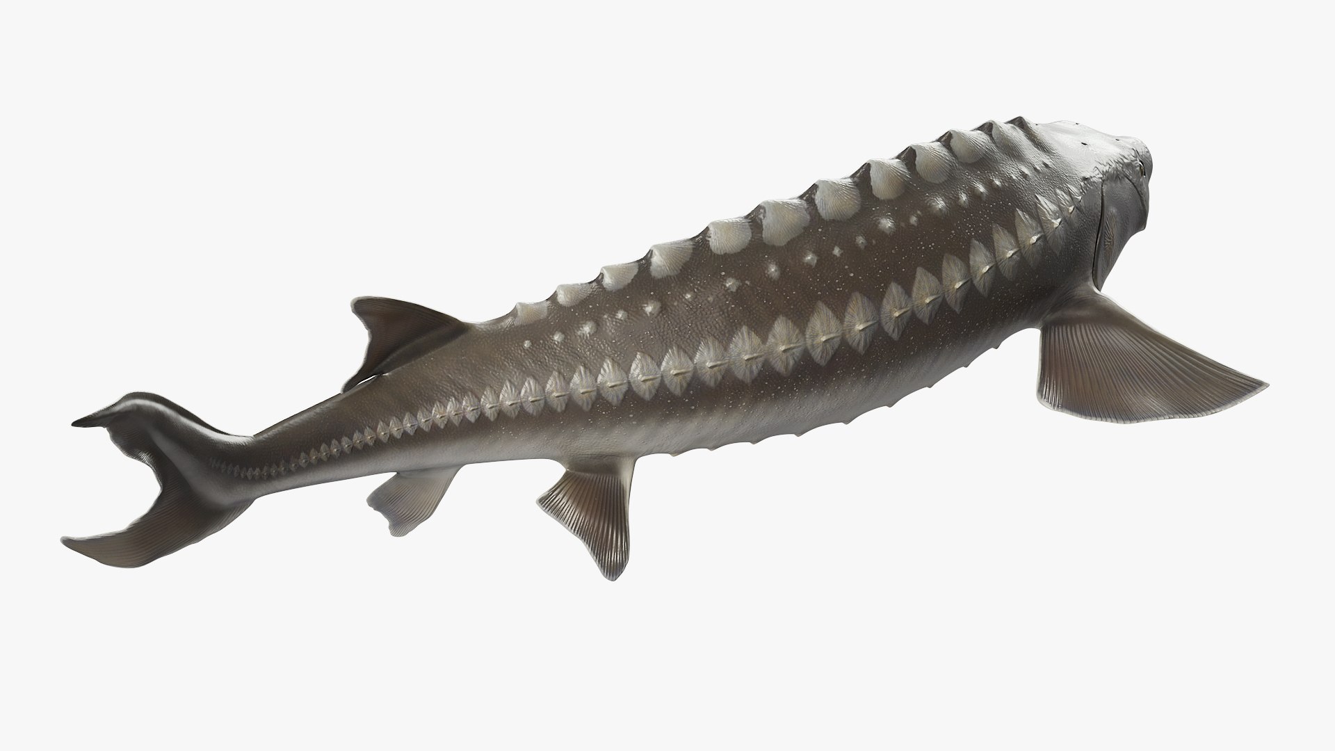 Freshwater Fish Collection 3D https://p.turbosquid.com/ts-thumb/Ge/HJMrhX/Ks/freshwater_fish_collection_013/jpg/1764681876/1920x1080/fit_q87/0fefa4e79a80cb38936d8bec0e1049316f974afc/freshwater_fish_collection_013.jpg
