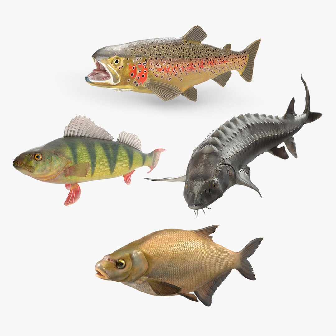 Freshwater Fish Collection 3D https://p.turbosquid.com/ts-thumb/Ge/HJMrhX/Ys/freshwater_fish_collection_000/jpg/1764681868/1920x1080/fit_q87/ac4871509e8b5e2de774acccc45dfbb5acbdde07/freshwater_fish_collection_000.jpg