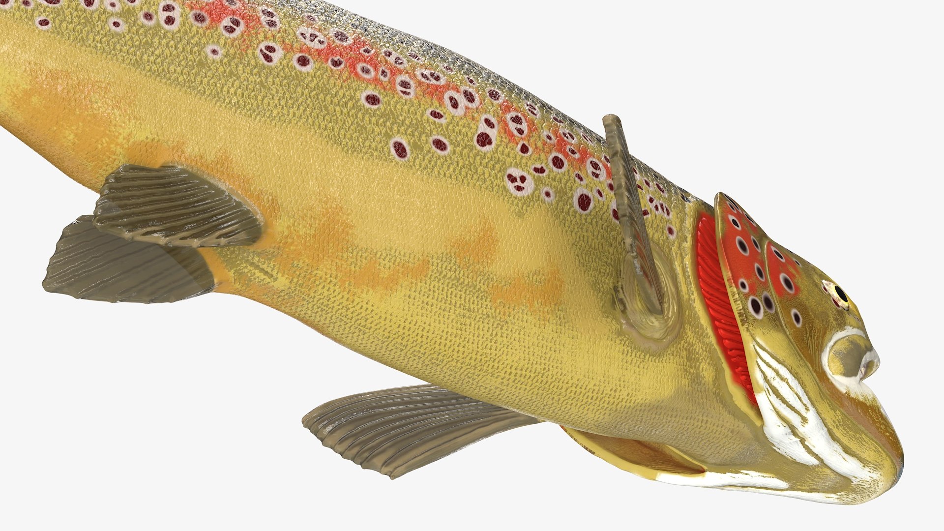 Freshwater Fish Collection 3D https://p.turbosquid.com/ts-thumb/Ge/HJMrhX/oP/freshwater_fish_collection_004/jpg/1764681871/1920x1080/fit_q87/3aa9531edd70c2a81bae4edef1a5edbe5e1f5f16/freshwater_fish_collection_004.jpg