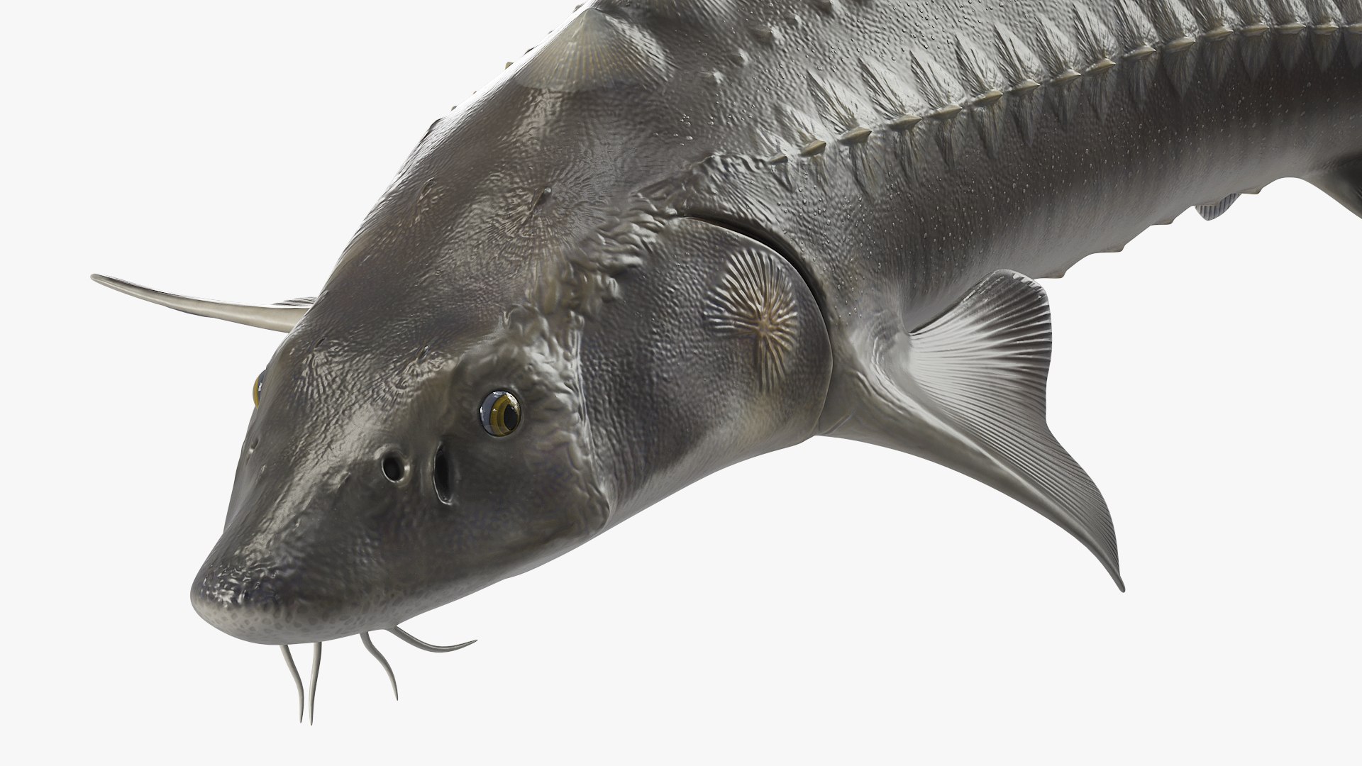 Freshwater Fish Collection 3D https://p.turbosquid.com/ts-thumb/Ge/HJMrhX/rx/freshwater_fish_collection_014/jpg/1764681877/1920x1080/fit_q87/7cc3b1ff051ff5637b2f7901cf418d666f8fc142/freshwater_fish_collection_014.jpg