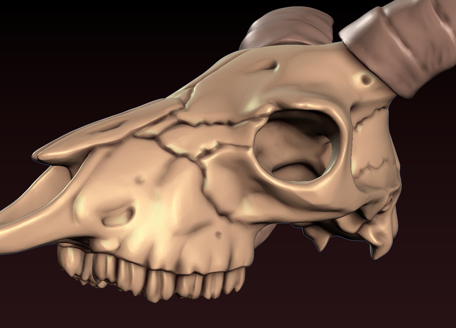 3D Goat Skull 3D print model https://p.turbosquid.com/ts-thumb/Ge/VDujal/qf/21/png/1648480373/1920x1080/fit_q87/fb7eebd04745c829ee5f3a95656da1c30239befb/21.jpg