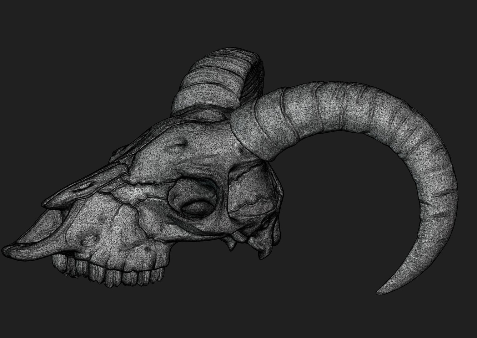 3D Goat Skull 3D print model https://p.turbosquid.com/ts-thumb/Ge/VDujal/uv/untitled/jpg/1648480361/1920x1080/fit_q87/edbf74bfdc183d1b945e6a1ad41c190daaea6167/untitled.jpg