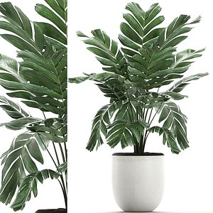 3D interior white plants palm model