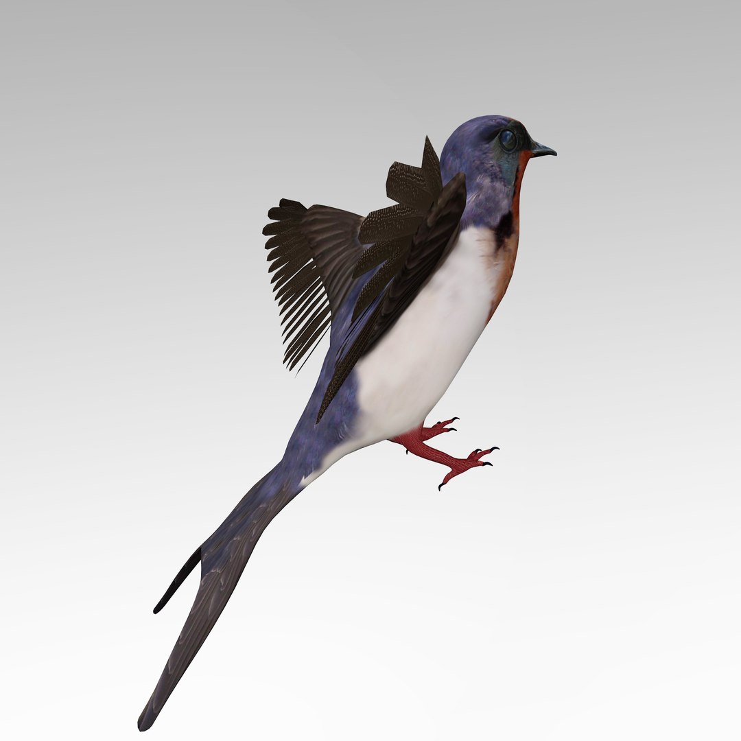 swallow 3d model https://p.turbosquid.com/ts-thumb/Ge/mOts3s/4U4t7z1L/swallow_r5/jpg/1488061304/1920x1080/fit_q87/08385d5ec52f28e3cb5e96f3a728b76cfa658d05/swallow_r5.jpg