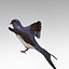 Swallow