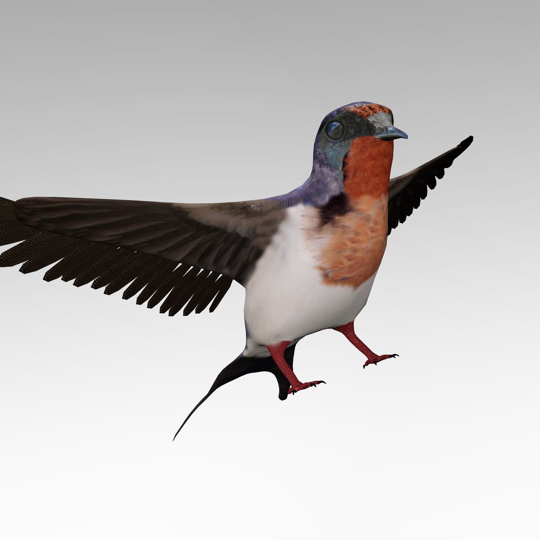 swallow 3d model https://p.turbosquid.com/ts-thumb/Ge/mOts3s/zxueMfSI/swallow_r6/jpg/1488061305/1920x1080/fit_q87/8f7ed138f534e8ad8acb9f78cad6106992d04fff/swallow_r6.jpg