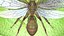 Ant