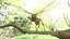 Ant
