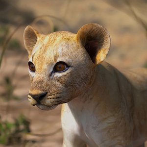 3D Lion Cub Rigged for Cinema 4D