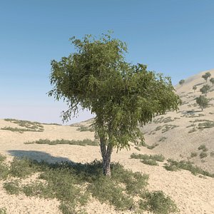 max ghaf trees