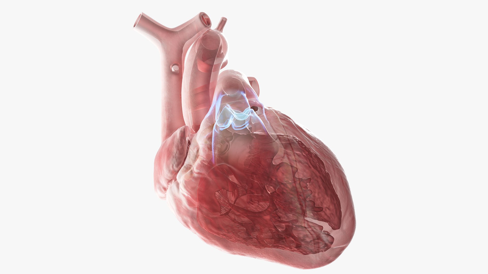 Human heart medical model 3D model https://p.turbosquid.com/ts-thumb/Ge/xMUQzT/1o/pulmonary/jpg/1719867615/1920x1080/fit_q87/c1c5e09a806ef751e9807b5bd87269d60056c060/pulmonary.jpg