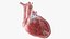 Human heart medical model static