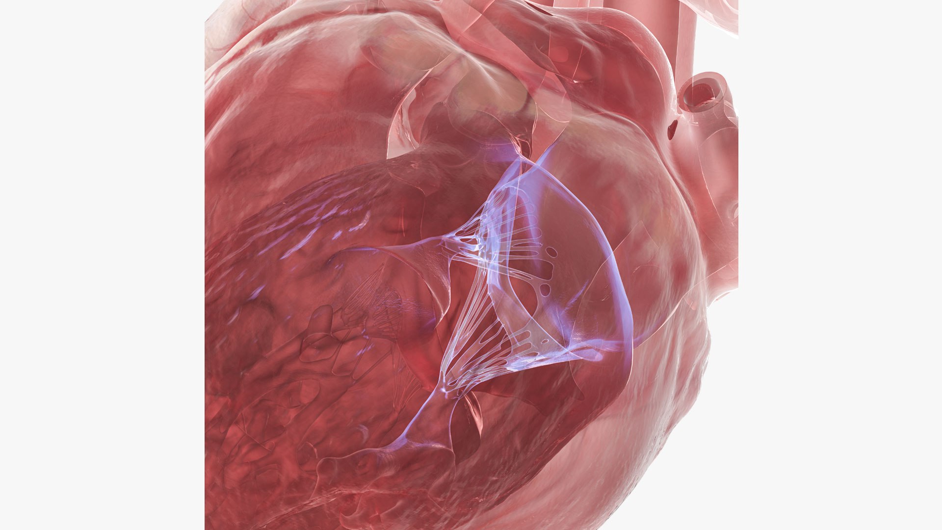 Human Heart Medical Model 3D Model - TurboSquid 2249456