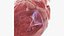 Human heart medical model static