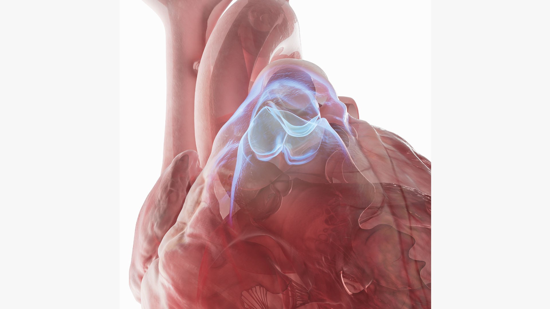 Human heart medical model 3D model https://p.turbosquid.com/ts-thumb/Ge/xMUQzT/CA/pulmonryclose/jpg/1719867615/1920x1080/fit_q87/b6ce56acced3a21b8ceb4a82a476cdd27acb1981/pulmonryclose.jpg