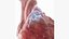 Human heart medical model static