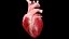 Human heart medical model static