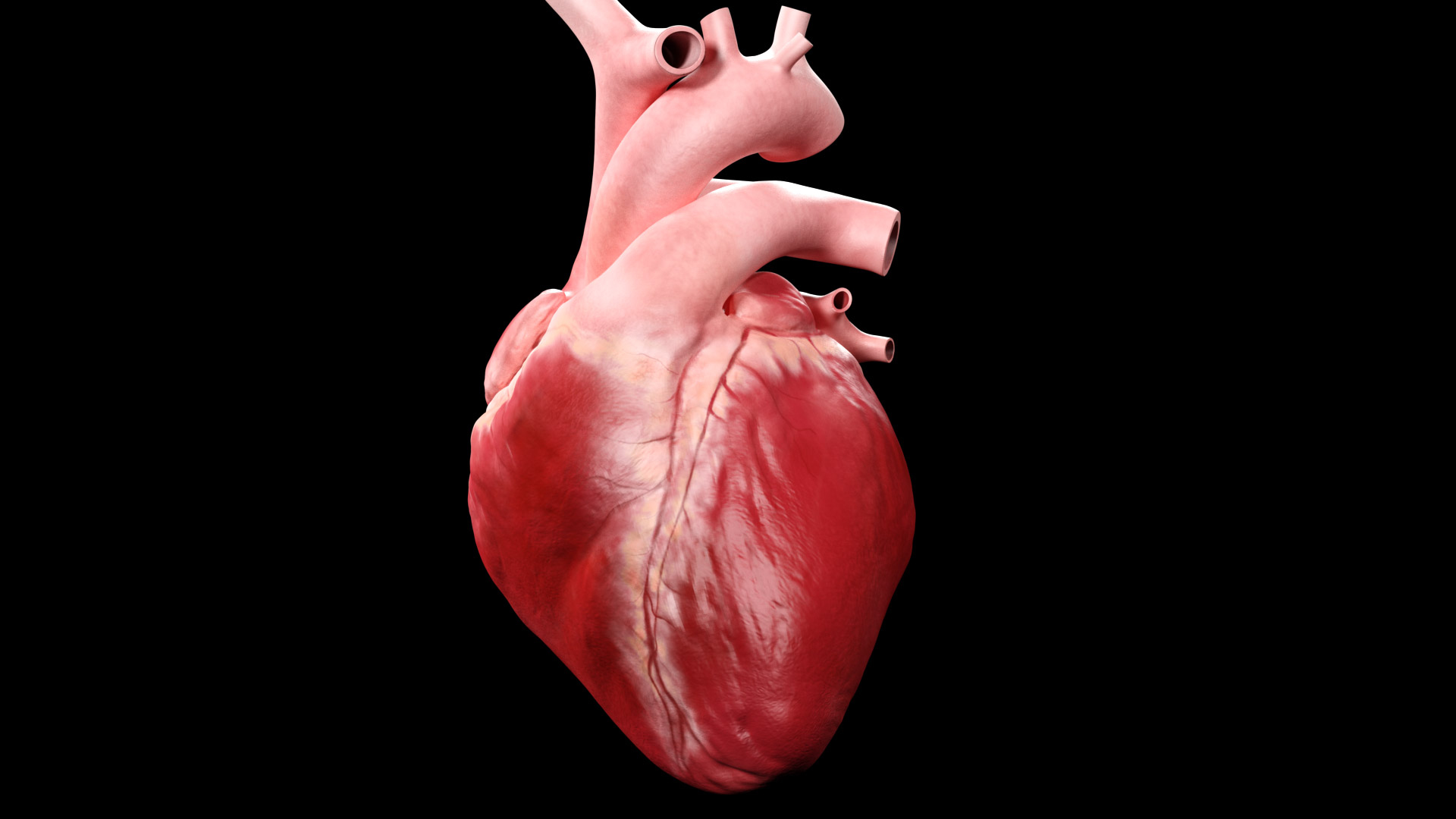 Human heart medical model 3D model https://p.turbosquid.com/ts-thumb/Ge/xMUQzT/FZ/heart/jpg/1711627694/1920x1080/turn_fit_q99/a06b3b24cd9fe5a5ff0a6e203eaad6387ee3dac7/heart-1.jpg