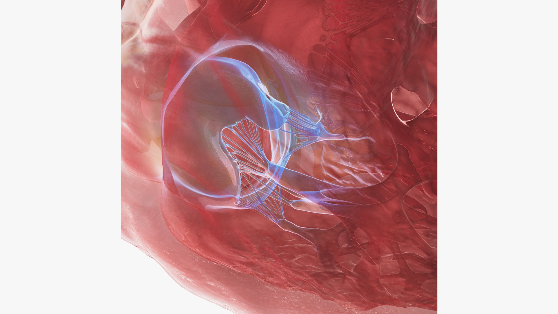 Human heart medical model 3D model https://p.turbosquid.com/ts-thumb/Ge/xMUQzT/Jb/tricuspidclose/jpg/1719867616/1920x1080/fit_q87/cdac36e9fb31d4a1c6c3354a6b7caa10f0a1a4ea/tricuspidclose.jpg